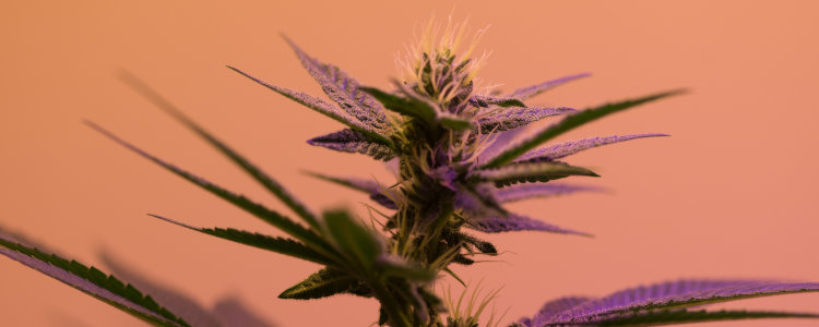 how to grow purple weed