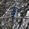 Blue Jay