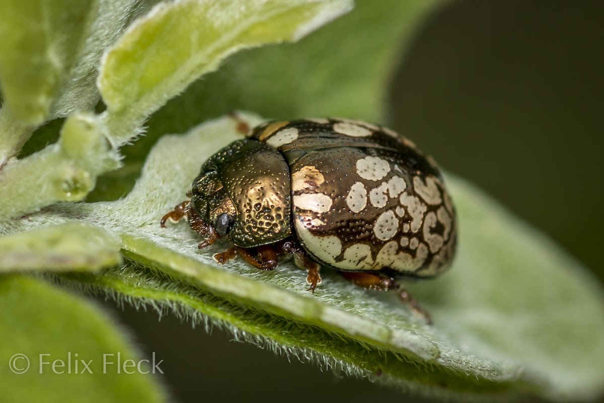 Calligrapha Leaf Beetle