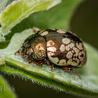 Calligrapha Leaf Beetle