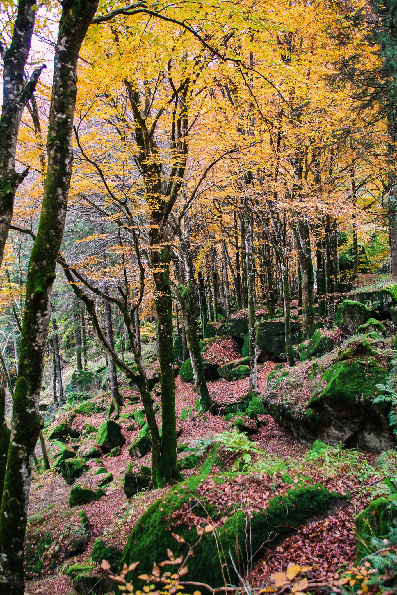 Il bosco incantato di Sergigno1