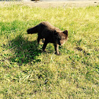 Arctic Fox