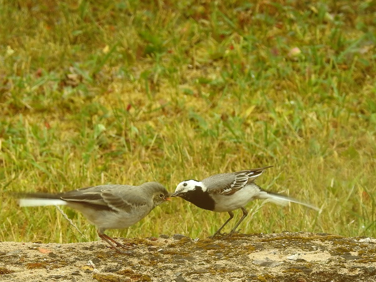 White wagtail