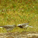 White wagtail