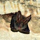 Lesser false vampire bat