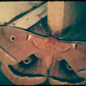 Polyphemus Moth