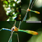 Asian Pygmy Phantom Crane-fly