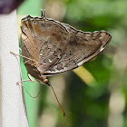 Dashwing or Tailed Cecropian