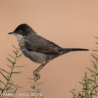 Sardinian Warbler; Curruca Cabicinegra