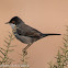 Sardinian Warbler; Curruca Cabicinegra