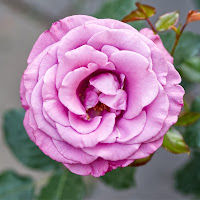 rosa di 