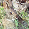 Marsh Rabbit