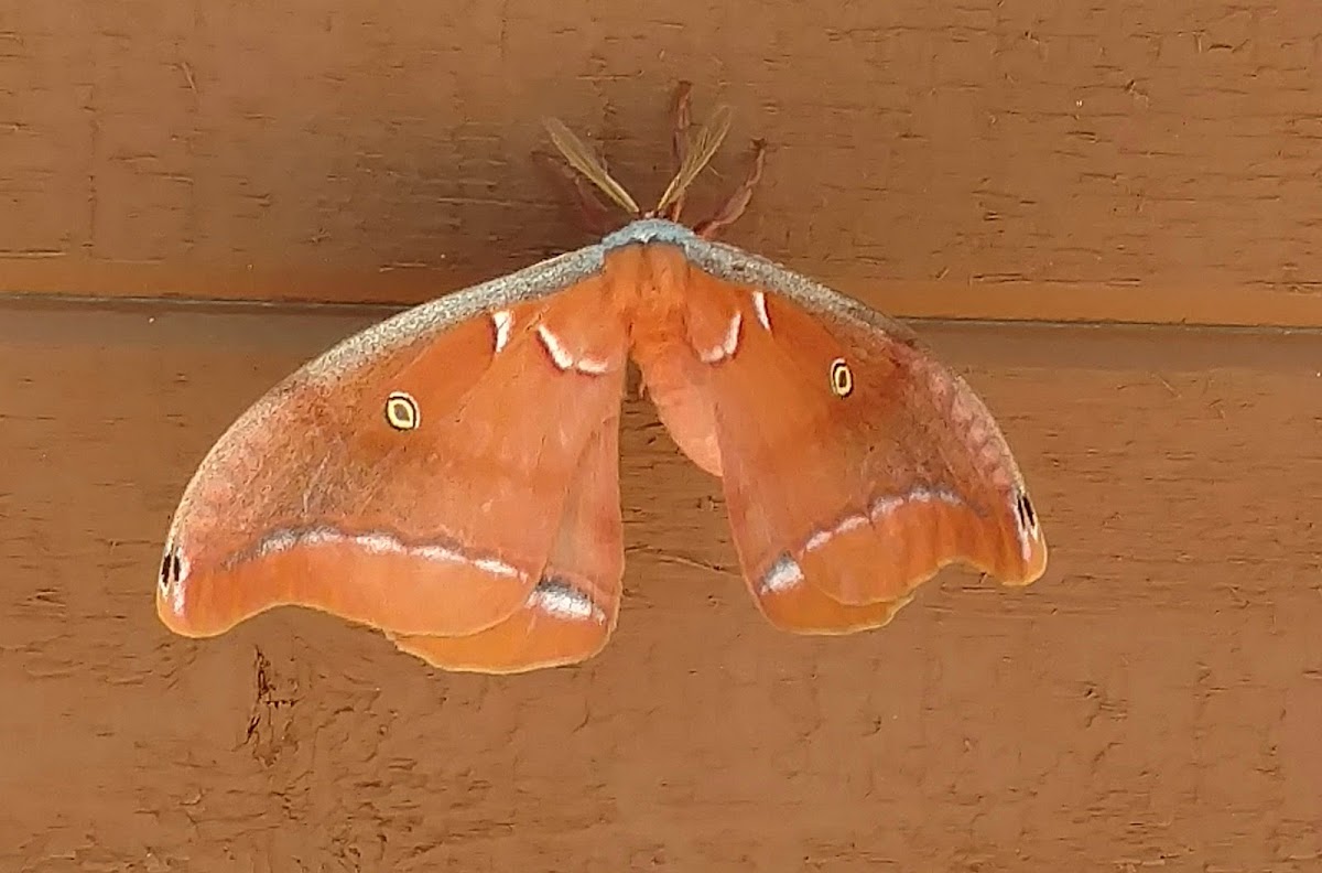 Polyphemus Moth