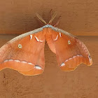 Polyphemus Moth