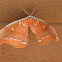 Polyphemus Moth