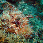 Red Scorpionfish