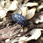 Blue fungus beetle