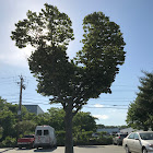 American Basswood