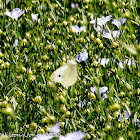 Small White