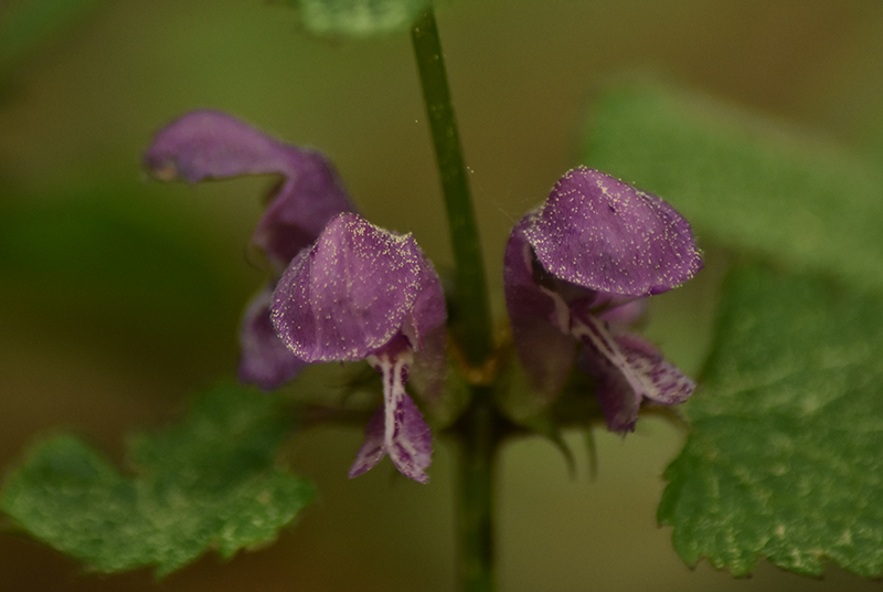 Spotted dead-nettle