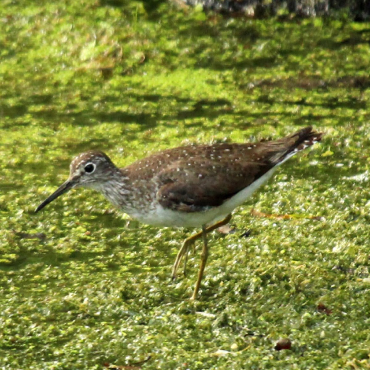 Solitary Sandpiper