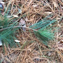 Eastern White Pine