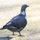 Woodpigeon