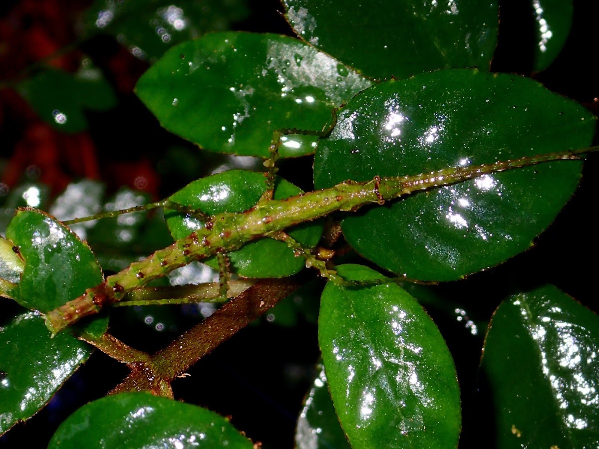 Stick Insect, Phasmid