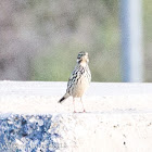 Meadow Pipit, Bisbita Común