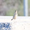 Meadow Pipit, Bisbita Común