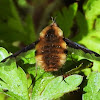 Large bee-fly