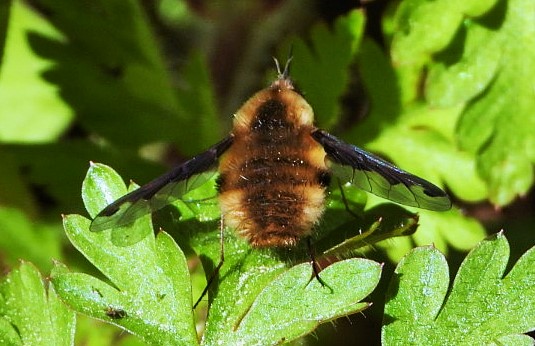 Large bee-fly