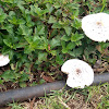 False parasol mushrooms