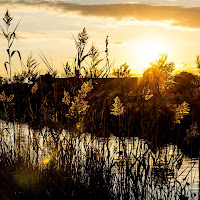 d'oro come un tramonto di 