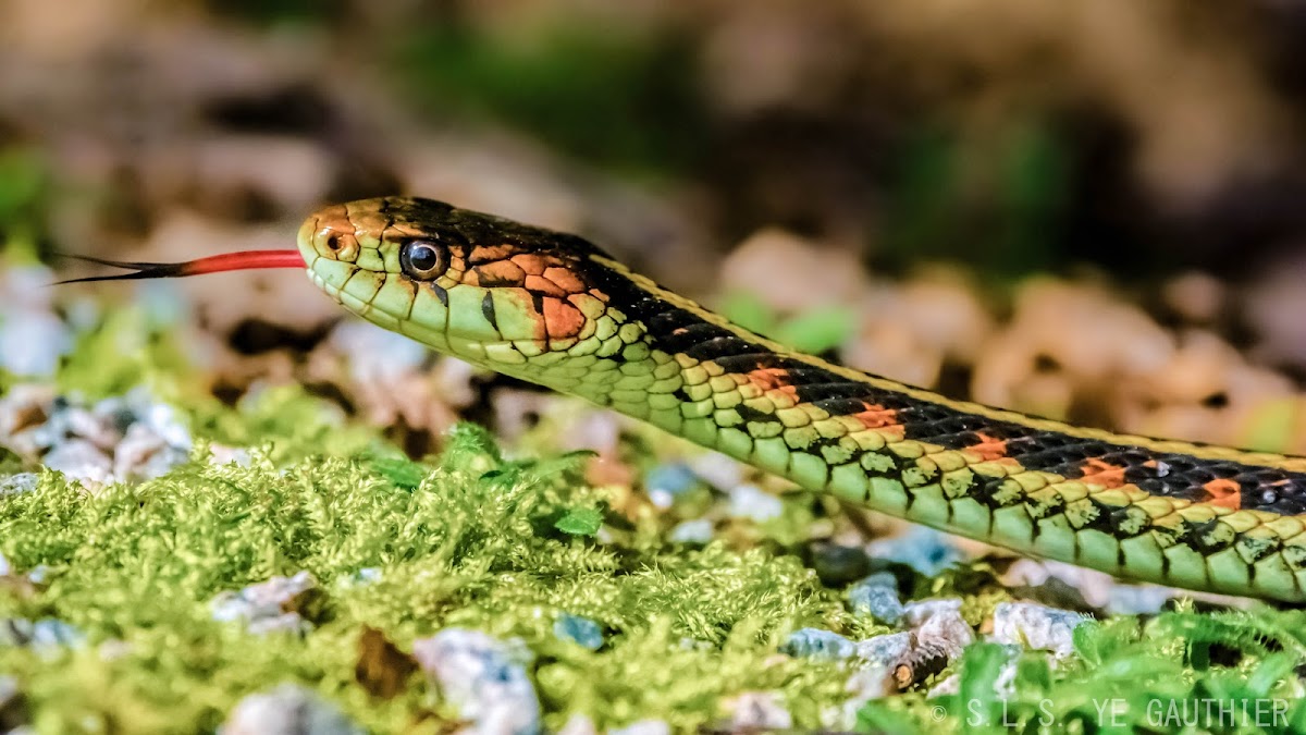 Red-sided garter snake