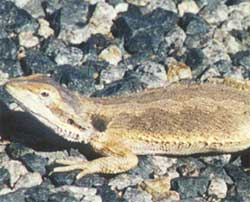 Pogona minor minima