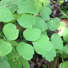 Rue-anemone