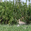 Greater Sand Plover