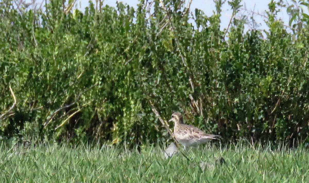 Greater Sand Plover