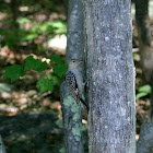 Red-bellied Woodpecker (Juvenile)