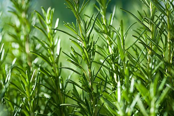 Close up image of rosemary growing in a garden close-up of fresh rosemary rosemary herb stock pictures, royalty-free photos & images