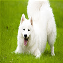 samoyed Themes & New Tab