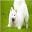 samoyed Themes & New Tab