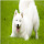 samoyed Themes & New Tab