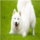 samoyed Themes & New Tab