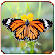 Download Butterfly Live wallpaper For PC Windows and Mac 1.0