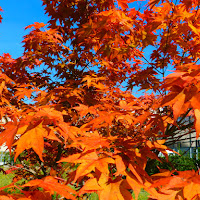 Caldi colori autunnali  di 