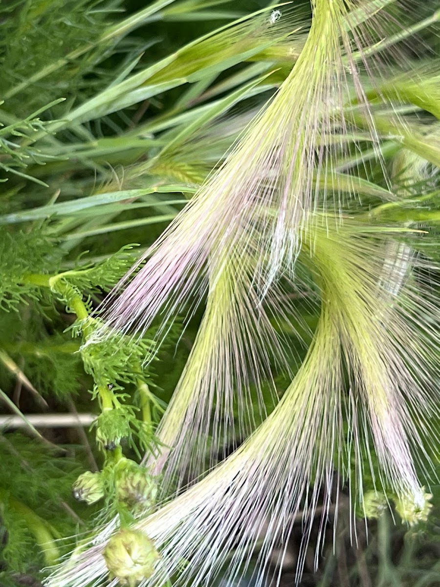 foxtail Barley