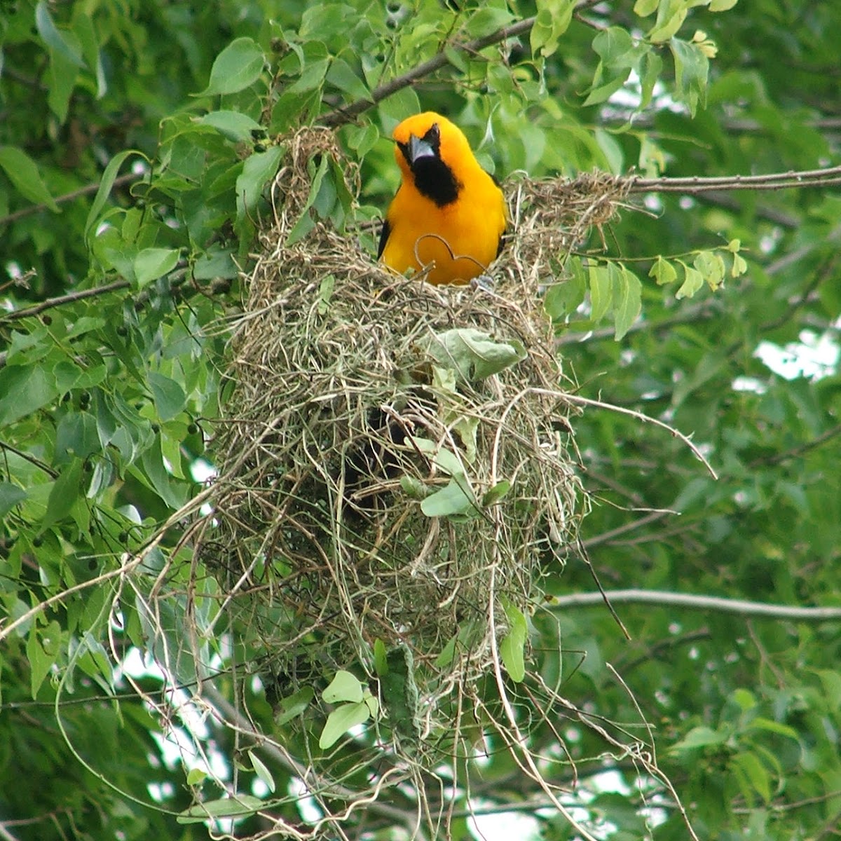 Altamira Oriole Nest-building