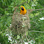 Altamira Oriole Nest-building